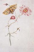 Willam Bartram Savannah Pink or Sabatia Imperial Moth oil painting